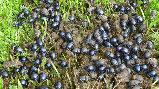 Scarab beetles feed on animal dung in green grass, swarming as a vivid purple black cluster. Iridescent scarabaeids congregate across meadow manure, recycling waste within a healthy habitat.