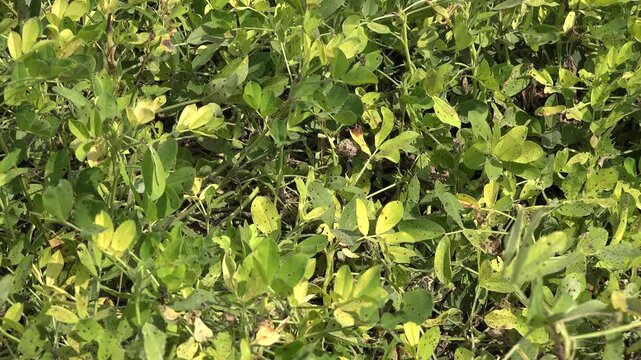 Macro close up of green peanut leaves in field showing healthy crop growth and foliage texture. Slider motion captures vibrant Arachis hypogaea plants, lush farmland cultivation, botanical detail.