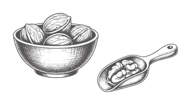 Hand drawn bowl of almonds and scoop of cashews nuts