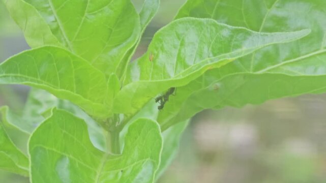 Close up of an Asian ant mantis nymph resting upside down under a vibrant green leaf in its natural habitat