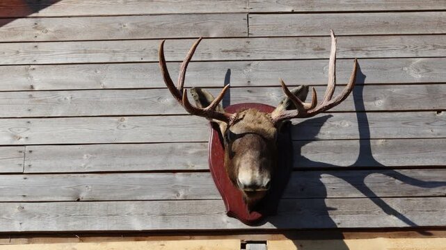 A deer's head is mounted on the side of a building, likely an outdoor setting