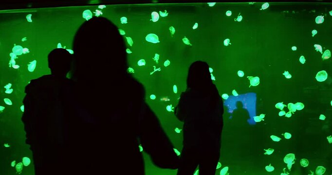 People Examining And Photographing Swimming Jellyfish In Green Light. Jellyfish In Ocean Aquarium. Diverse Underwater World. Mesmerizing Swimming Of Jellyfish. Ocean Animal, Aquatic Life