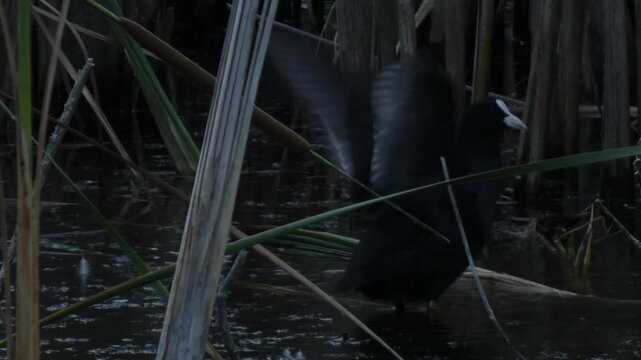 Black Eurasian coot (Fulica atra), a medium-sized waterfowl, perched on fallen reed stems and vigorously flapping its wings. Twilight atmosphere, low key. Vitality and Power.