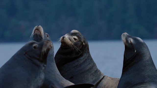 A group of California sea lions relaxes on a dock on the west coast of Canada.