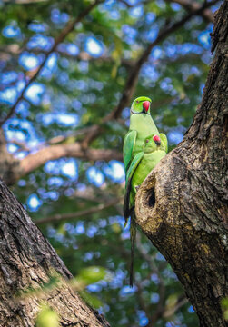 Rose-ringed parakeets sharing a tender bonding moment on a tree branch, captured in their natural habitat with vibrant green plumage and intimate interaction