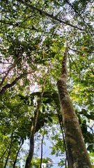 Fototapeta premium trees in the forest View of a tree photographed from below