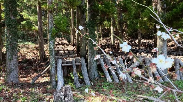Plum Blossoms in Foreground with Shiitake Mushroom Log Cultivation in Rural Japanese Forest