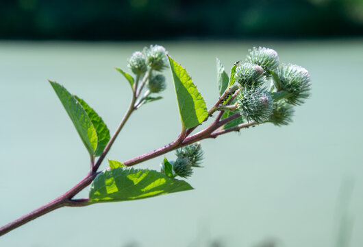 Inflorescence of burdock (Arctium), commonly known as burdock or cocklebur