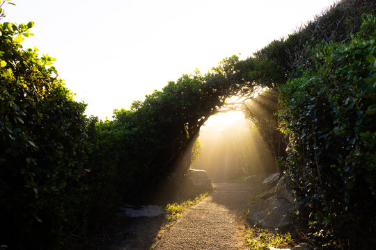 Afternoon sunlight through trees overhanging nature walk
