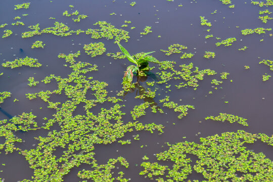 Aquatic plants rootless duckweed Wolffia arrhiza and duckweed Lemna turionifera