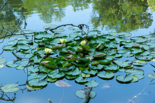 Yellow-flowered water lilies, also known as Nymphaea (Nymphaea spp.)
