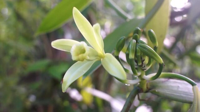 close up of vanilla flowers blooming in the morning
