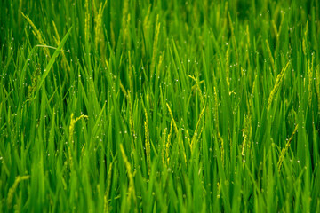 Obraz premium Beautiful morning view in Indonesia, panoramic landscape of rice fields with mountain ranges and clear sky