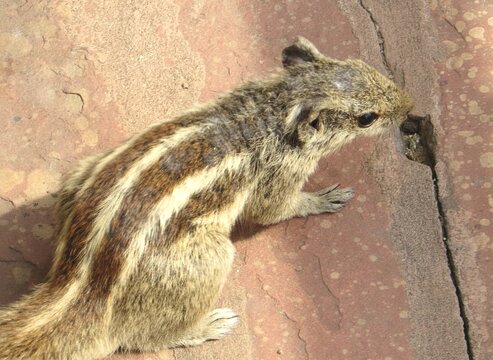 Agra Fort, Agra, Agra, India, 20.02.2020. Striped palm squirrel hiding under stone