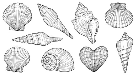Hand Drawn Seashell Collection Vector with Scallops Whelks Spiral and Coastal Shells © MdAmzad