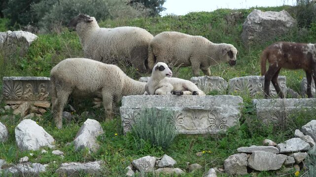 Young lamb rest on ornately carved ancient stone blocks as a flock grazes the hillside ruins of Letoon Sacred Area, historic Lycian ruins near city of Xanthos, Mugla, Turkey