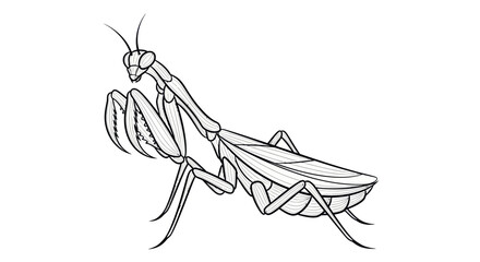 Detailed illustration of a praying mantis. © AAS CREATIVE