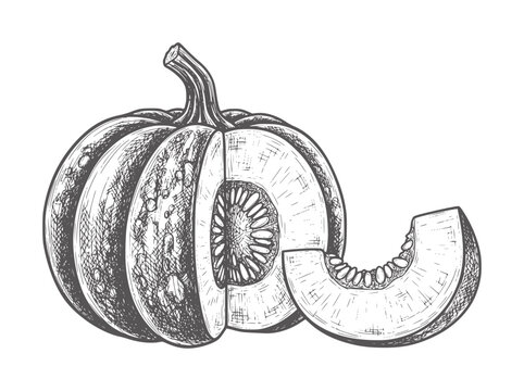 Hand drawn of a halved pumpkin with a slice showing seeds and pulp squash gourd vegetable