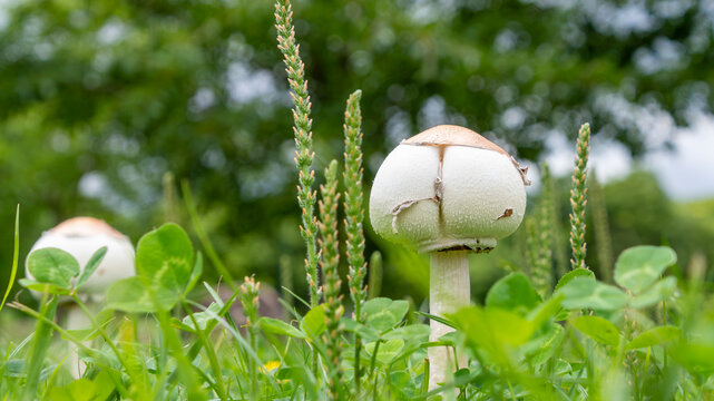 画像1
ファイル名: DSC_7782-強化-NR.jpg

カテゴリ: 植物と花

タイトル: 緑の芝生に自生する白いキノコのクローズアップ。自然豊かな公園や森の地面から顔を出したマッシュルームと、背景に広がる美しい木漏れ日のボケ味。初夏から秋にかけての生命力を感じる風景で、エコロジーや環境保護、童話のような世界観のWebデザイン、バナー、コピースペース付き背景素材に最適。