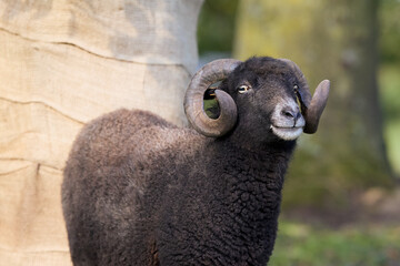 A charming black ouessant ram with magnificent curled horns smiles gently at the camera, set against a soft, natural background. Its dark fleece and intelligent eyes stand out. © erwin