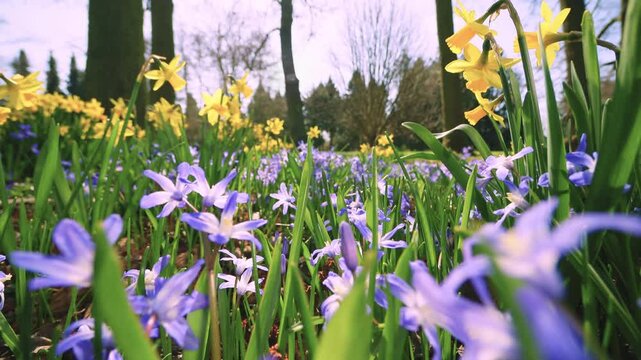 Smooth backward camera movement through a blooming meadow of yellow daffodils and blue scilla flowers. Surrounded by forest, bright daylight highlights vibrant spring colors and natural depth.