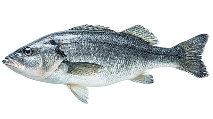 Obraz premium salmon fish isolated on white background