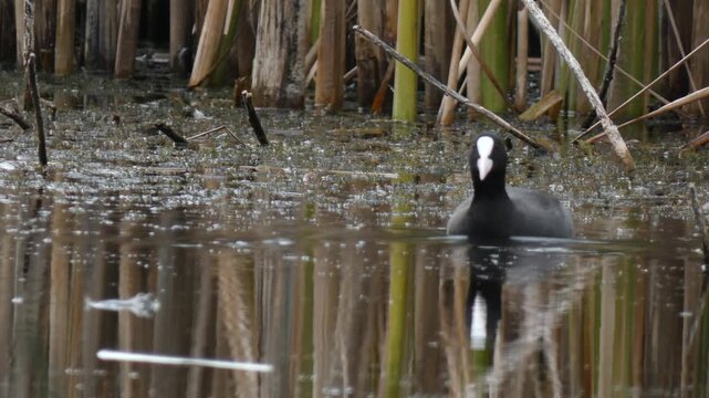 Eurasian coot (Fulica atra) swimming alone in a calm pond under an overcast sky. High key atmosphere, natural lighting. Wide shot, Copy space. Serenity and Purity.