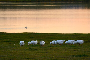 Fototapeta premium A flock of ducks plays joyfully in a lake, bathed in the warm, golden light of the setting sun, creating a serene and vibrant waterside scene.