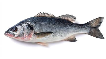 Obraz premium salmon fish isolated on white background