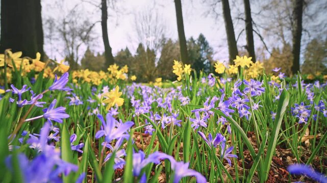 Smooth forward camera movement through a blooming meadow of yellow daffodils and blue scilla flowers. Surrounded by forest, bright daylight highlights vibrant spring colors and natural depth.