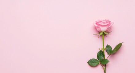 Happy mother's day usa canada pink rose tribute to mom