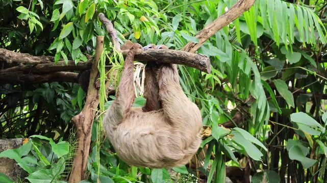 Footage of an adult Two-toed Sloth crawling upside down from the tree branch