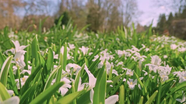 Smooth forward camera movement through blooming white scilla flowers in a sunlit spring meadow. Fresh green leaves and soft daylight create a calm natural scene with shallow depth of field.