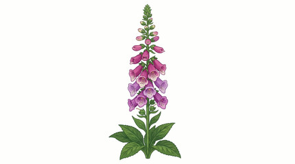 vertical vector illustration of a blooming foxglove flower with purple bell-shaped petals © Mimo95