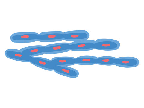 Bacillus Anthracis Virus Illustration