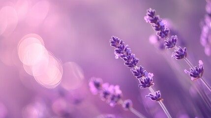 Obraz premium Lavender lilacs stand out against a blurred lilac background with gentle bokeh adding a dreamy feel to the scene