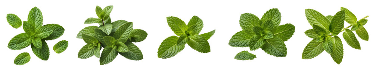 Oregano Origanum Vulgare fresh green leaves isolated on white background, group of aromatic culinary herbs and spices for Mediterranean cooking, healthy seasoning and botanical image © Homee PNG Boy