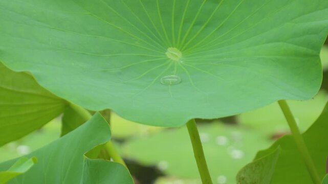 250717十日町市宝泉寺の二千年蓮