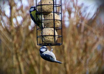 Blue tits feeding on a suet ball bird feeder © Karsten