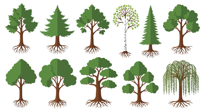 Diverse tree types with roots and leaves on white background