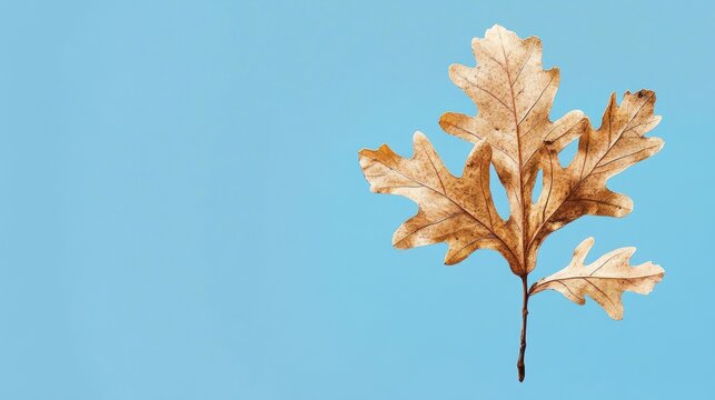A single, dried oak leaf with multiple lobes against a solid, light-blue background