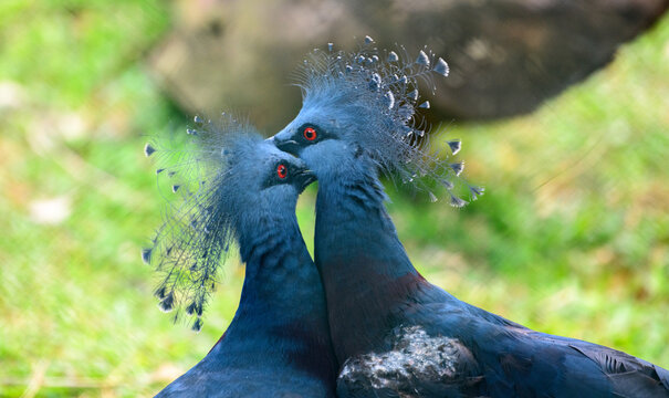 オウギバト」の写真素材 | 2,549件の無料イラスト画像 | Adobe Stock