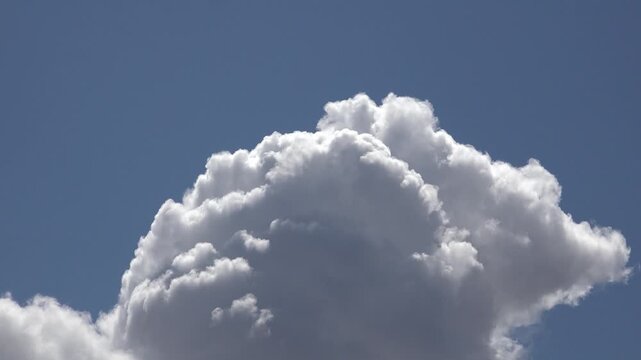 An old juniper tree trunk showing fibrous, layered bark with brown and gray tones. The upward camera motion reveals cracks, textures, and the timeless strength of ancient natural wood.