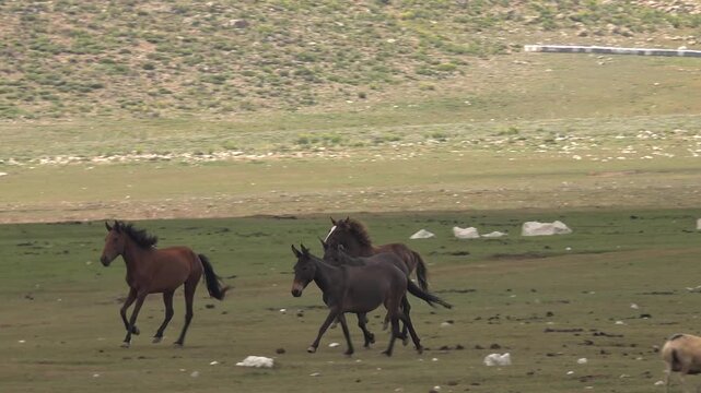 Panoramic view of brown and black horses trotting across a flat green meadow under sunlight. Tracking camera follows their slow rhythmic pace across the open plain in a calm natural landscape.