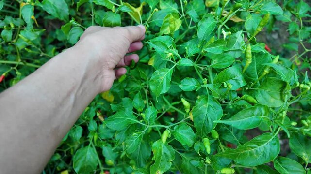 Hand Reaching for Green Chili Peppers Among Lush Leaves Celebration of Nature, Growth, and Gardening Harvest in Vibrant Plant Setting