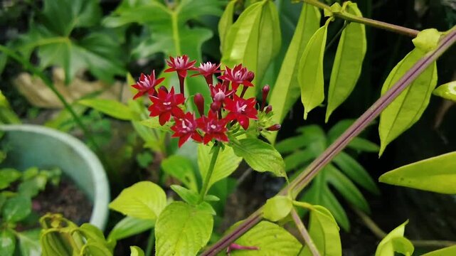 Vibrant red Egyptian Starcluster Pentas flowers blooming in tropical garden nature background