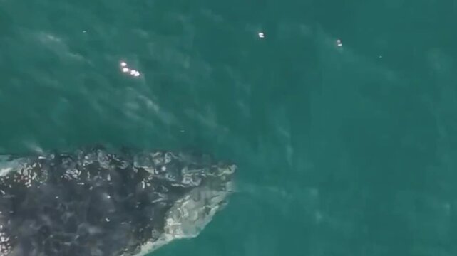 Humpback Whale Head at Surface Aerial Closeup