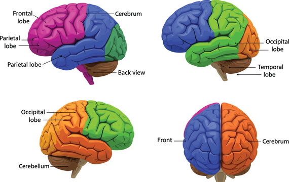 Detailed educational illustration of human brain anatomy showing frontal, parietal, occipital, and temporal lobes with cerebrum and cerebellum labeled in multiple views for medical learning.
