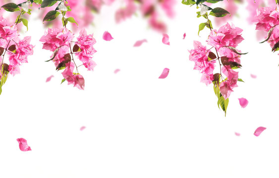 Pink bougainvillea flowers hanging from the top with falling petals isolated on white background, floral spring banner.