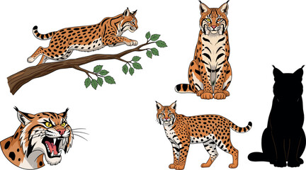 Eurasian lynx wild cat set with different poses including jumping sitting walking roaring and silhouette detailed vector illustration © Lunavera art